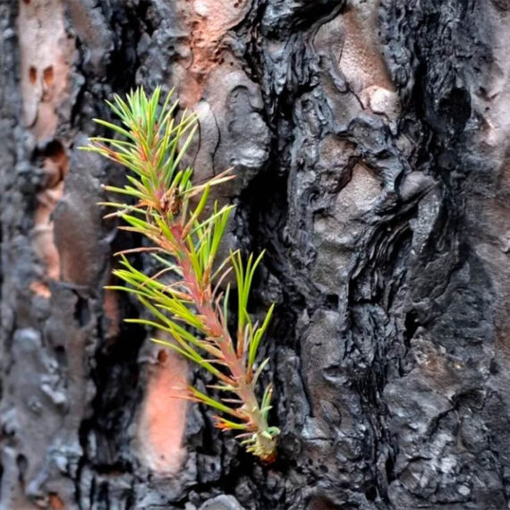 Prevenir Incendios Forestales — TERRITORIOS QUE INSPIRAN — 18 de junio de 2025